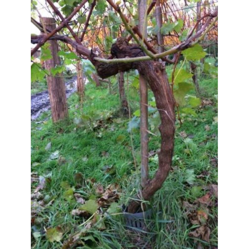 Wijnstokken/druivenplanten