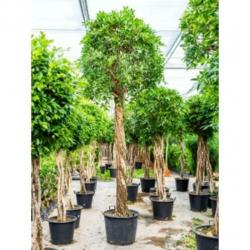 Ficus 'nitida' 390-400cm art47388