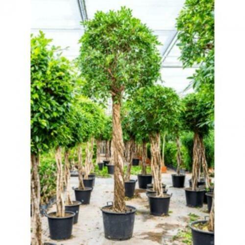 Ficus 'nitida' 390-400cm art47388