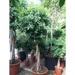 Ficus 'nitida' 390-400cm art47388