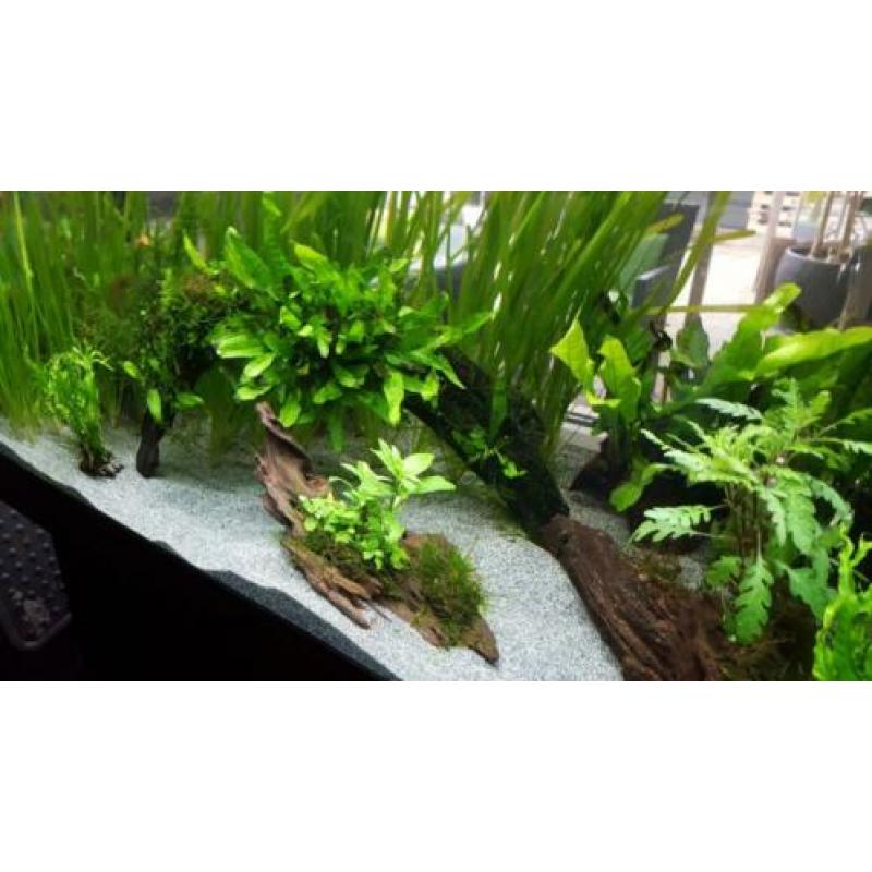 Kienhout met staurogyne en javamos