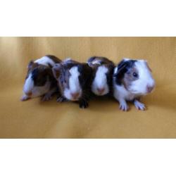 4 prachtige cavia’s gladharig maar rex dragend