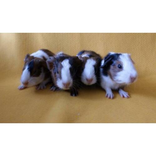 4 prachtige cavia’s gladharig maar rex dragend