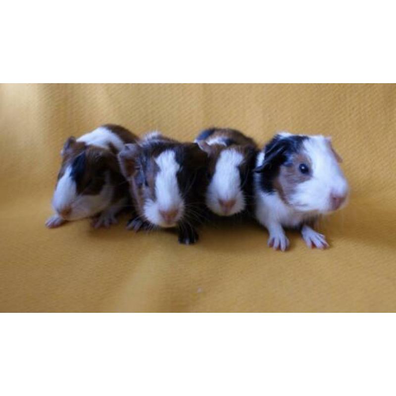 4 prachtige cavia’s gladharig maar rex dragend