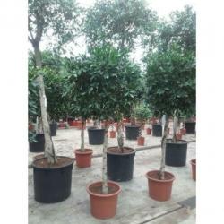 Ficus 'nitida' 390-400cm art47388