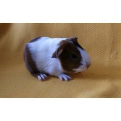 4 prachtige cavia’s gladharig maar rex dragend