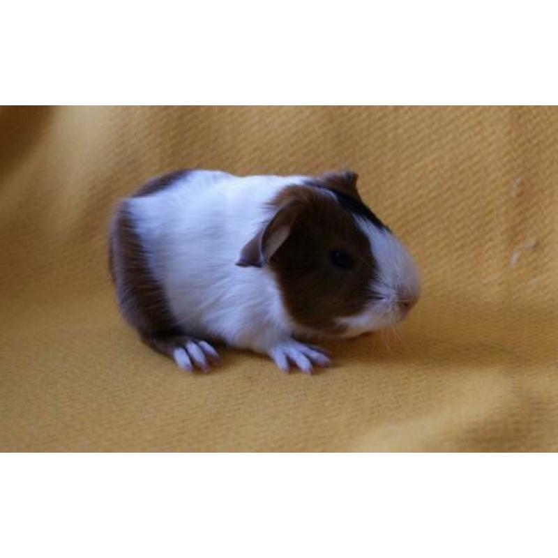 4 prachtige cavia’s gladharig maar rex dragend