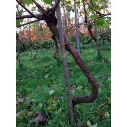 Wijnstokken/druivenplanten