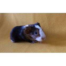 4 prachtige cavia’s gladharig maar rex dragend
