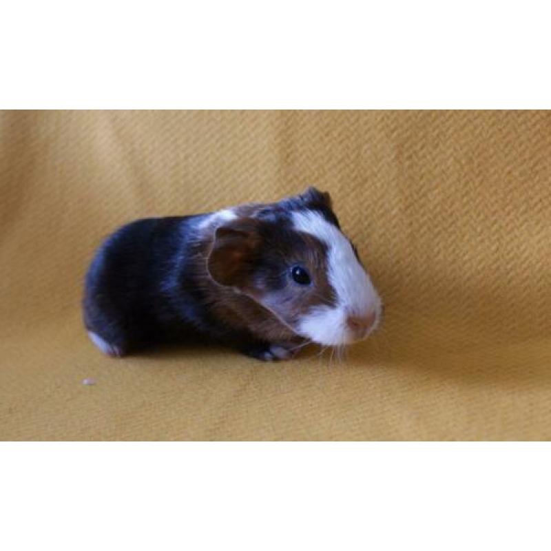 4 prachtige cavia’s gladharig maar rex dragend