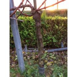 Wijnstokken/druivenplanten