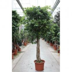 Ficus 'nitida' 390-400cm art47388