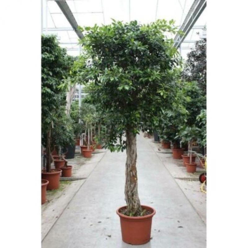 Ficus 'nitida' 390-400cm art47388