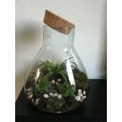 2 grote Terrarium bol vazen,voor planten / kaarsen lantaarn.