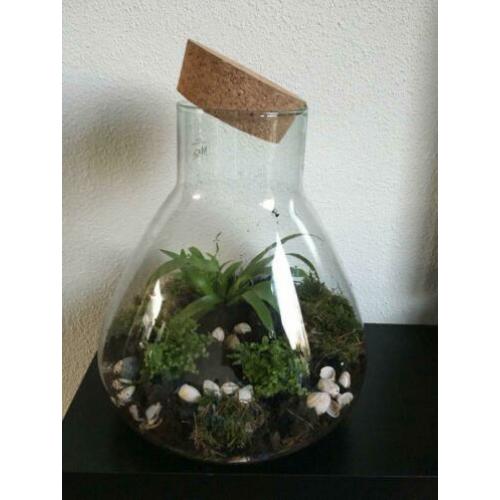 2 grote Terrarium bol vazen,voor planten / kaarsen lantaarn.