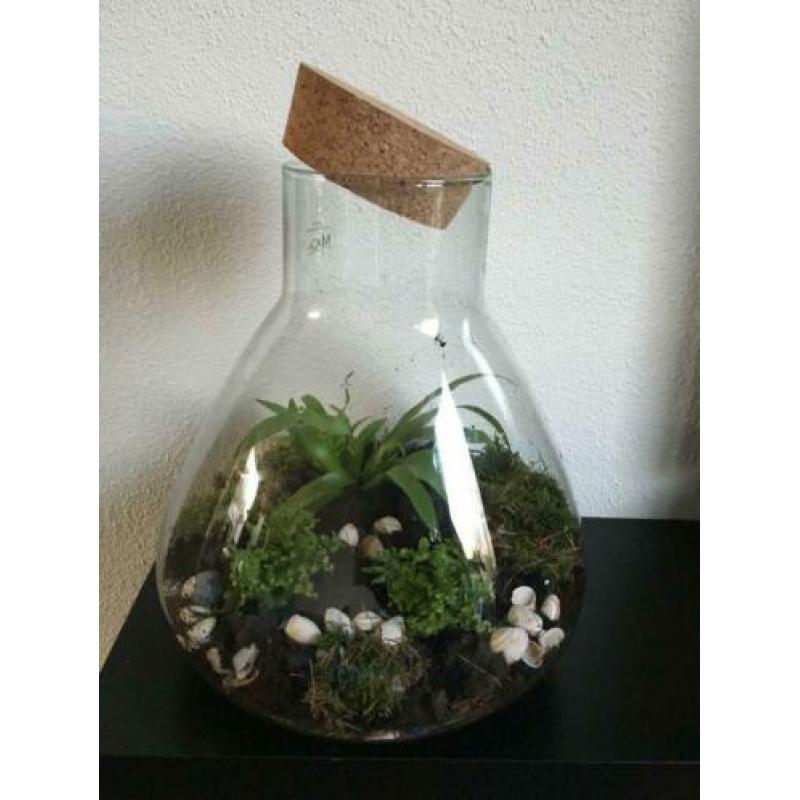 2 grote Terrarium bol vazen,voor planten / kaarsen lantaarn.