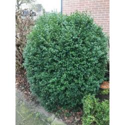 Buxus planten GRATIS OP TE HALEN