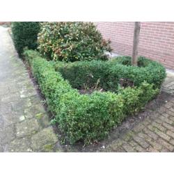Buxus planten GRATIS OP TE HALEN