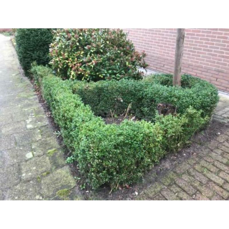 Buxus planten GRATIS OP TE HALEN