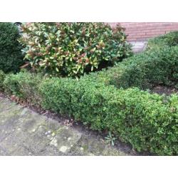 Buxus planten GRATIS OP TE HALEN