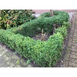 Buxus planten GRATIS OP TE HALEN