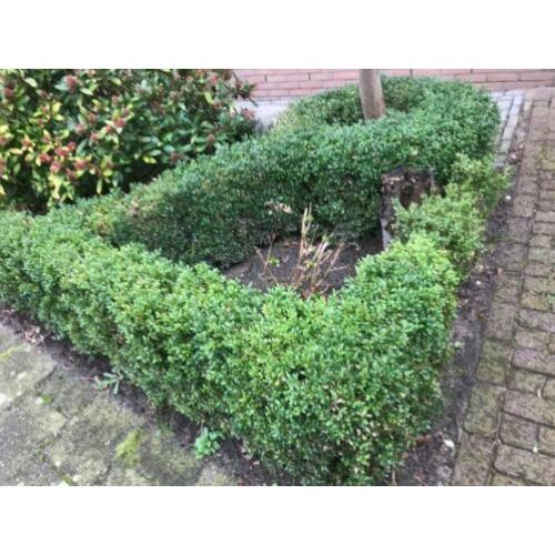Buxus planten GRATIS OP TE HALEN