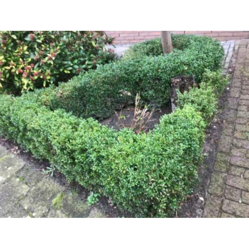Buxus planten GRATIS OP TE HALEN