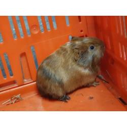 Super lieve sheltie cavia's raszuiver