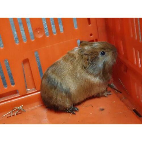 Super lieve sheltie cavia's raszuiver
