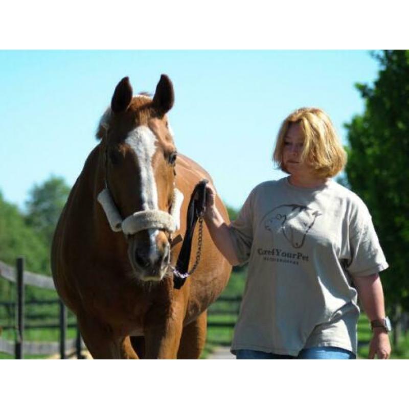 paardenoppas