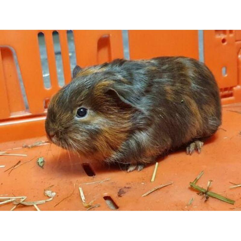 Super lieve sheltie cavia's raszuiver