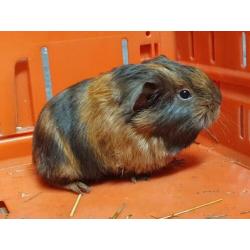 Super lieve sheltie cavia's raszuiver