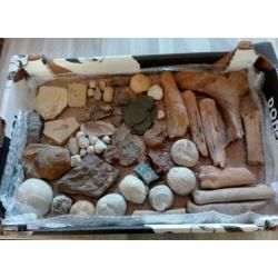 verzameling fossielen & mineralen