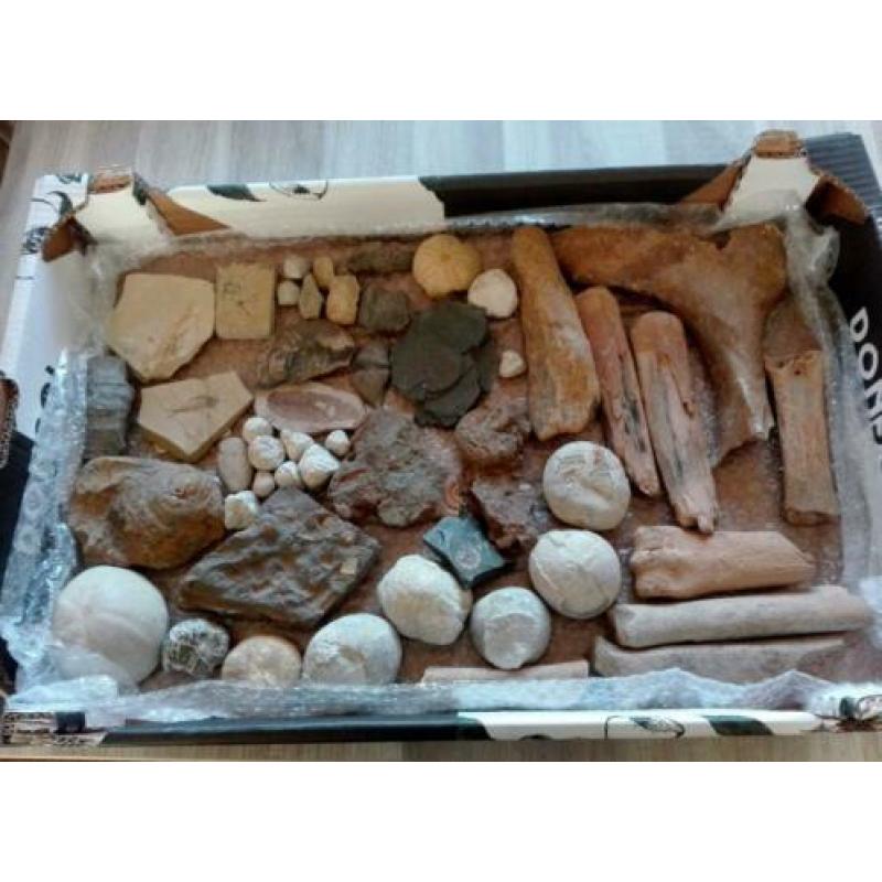 verzameling fossielen & mineralen