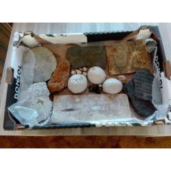 verzameling fossielen & mineralen