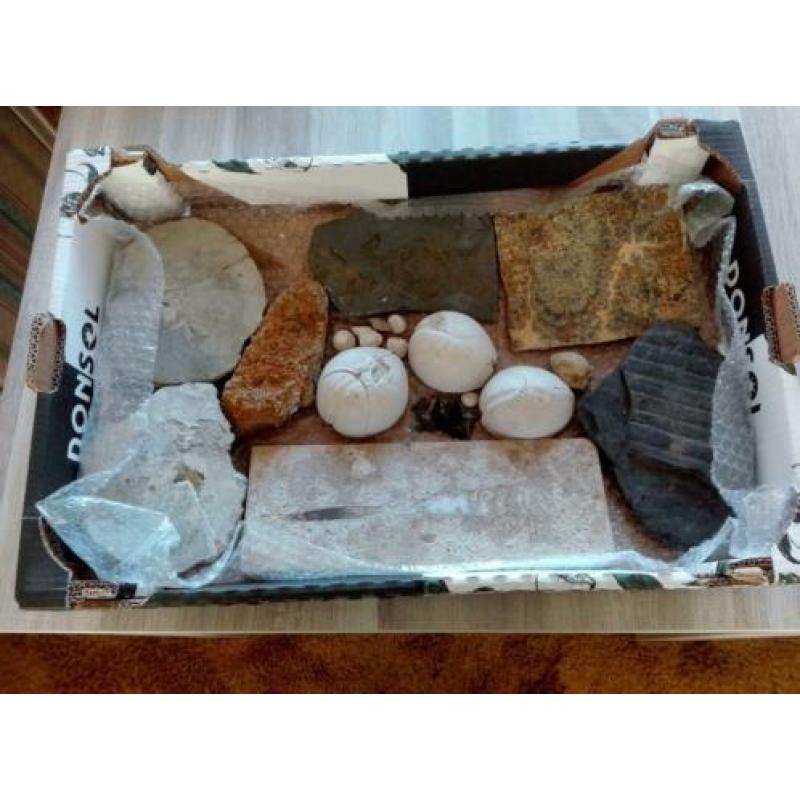 verzameling fossielen & mineralen