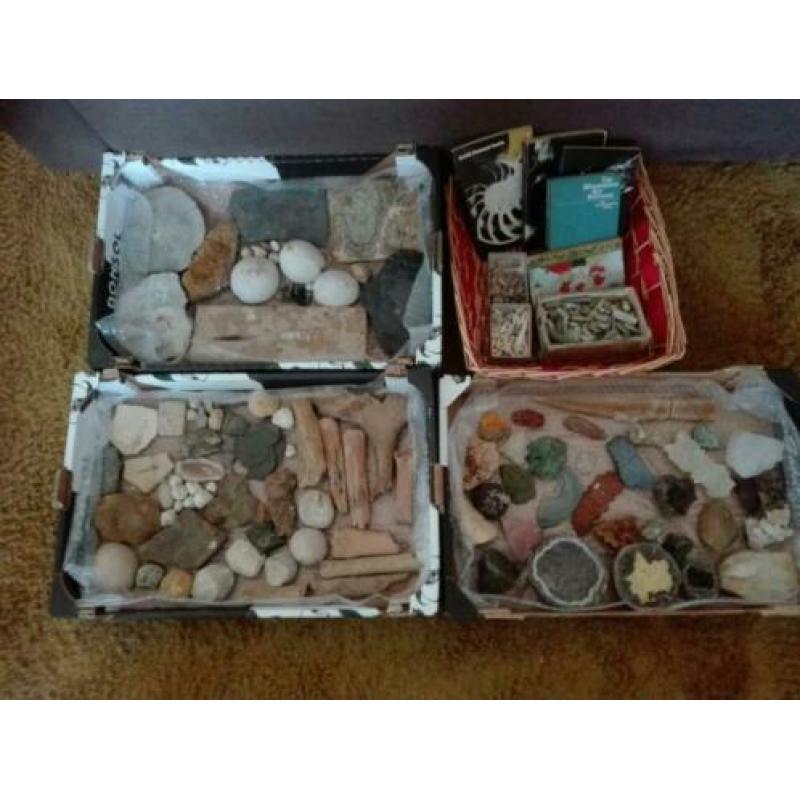 verzameling fossielen & mineralen