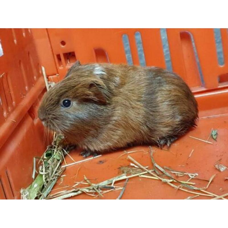 Super lieve sheltie cavia's raszuiver
