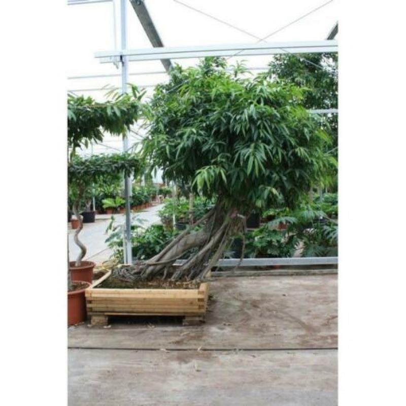 Ficus Maclellandii 'alii' - Jungle Boom 390-400cm art46336