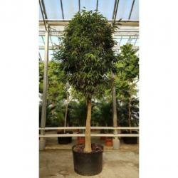Ficus Maclellandii 'alii' - Jungle Boom 390-400cm art46336