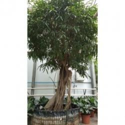 Ficus Maclellandii 'alii' - Jungle Boom 390-400cm art46336