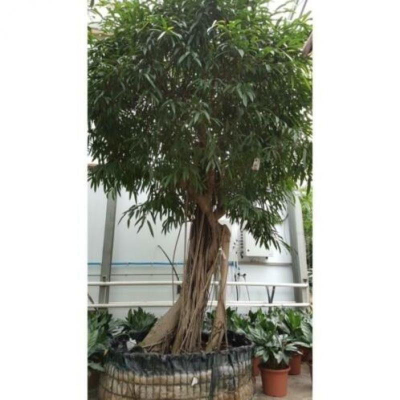 Ficus Maclellandii 'alii' - Jungle Boom 390-400cm art46336