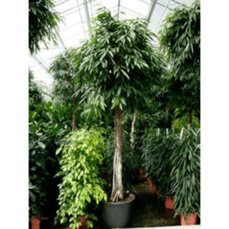 Ficus Maclellandii 'alii' - Jungle Boom 390-400cm art46336