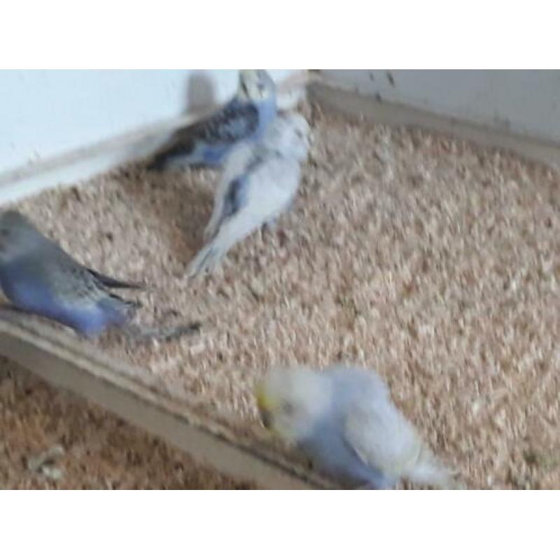Jonge grasparkietjes