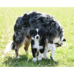 Australian Shepherd pups
