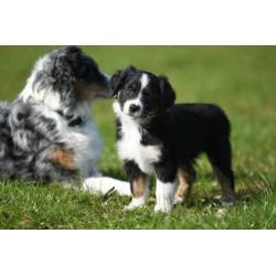 Australian Shepherd pups