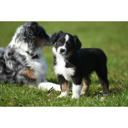 Australian Shepherd pups