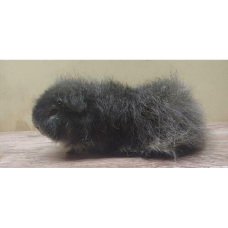 Lieve zwart zilvervos CH-teddy beer