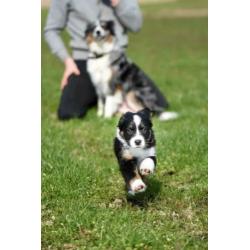 Australian Shepherd pups