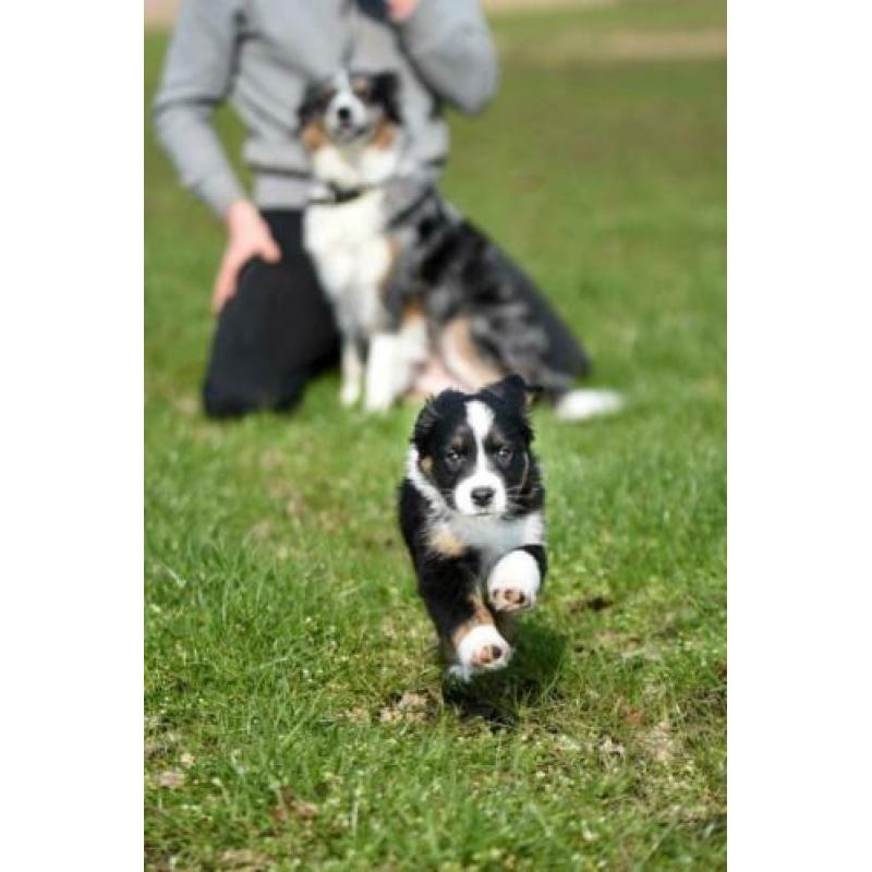 Australian Shepherd pups